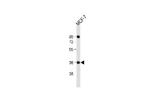 Anti-CXXC5 Antibody (N-Term) at 1:2000 dilution + MCF-7 whole cell lysate Lysates/proteins at 20 μg per lane. (CXXC5 抗体  (AA 47-80))