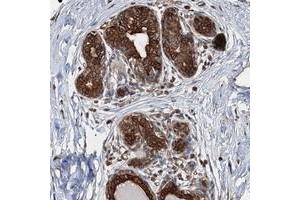 Immunohistochemical staining of human breast with AGRP polyclonal antibody  shows strong cytoplasmic and membranous positivity in glandular cells. (AGRP 抗体)