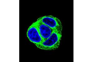 Confocal immunofluorescent analysis of EXOC3L Antibody (C-term) (ABIN655213 and ABIN2844825) with HepG2 cell followed by Alexa Fluor 488-conjugated goat anti-rabbit lgG (green). (EXOC3L1 抗体  (C-Term))