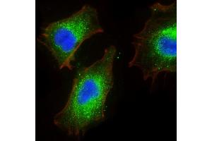 Immunofluorescent analysis of 4 % paraformaldehyde-fixed, 0. (BMP1 抗体)