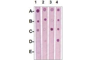 Dot Blot : 1 ug peptide was blot onto NC membrane. (MST1R 抗体  (Internal Region))