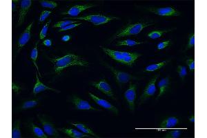 Immunofluorescence (IF) image for anti-ATP Synthase, H+ Transporting, Mitochondrial F1 Complex, O Subunit (ATP5O) (AA 1-213) antibody (ABIN513642)