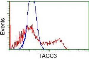 Image no. 5 for anti-Transforming, Acidic Coiled-Coil Containing Protein 3 (TACC3) antibody (ABIN1498098) (TACC3 抗体)