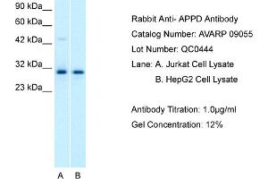 Western Blotting (WB) image for anti-Pleckstrin Homology Domain Containing, Family F (With FYVE Domain) Member 1 (PLEKHF1) (C-Term) antibody (ABIN2792237)