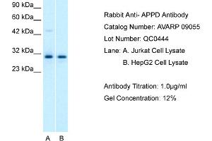 Host: Rabbit Target Name: APPD Sample Tissue: Human Jurkat Whole cell Antibody Dilution: 1ug/ml (PLEKHF1 抗体  (C-Term))