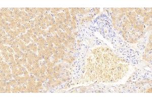 Detection of GDN in Human Liver Tissue using Polyclonal Antibody to Glia Derived Nexin (GDN) (SERPINE2 抗体  (AA 20-398))
