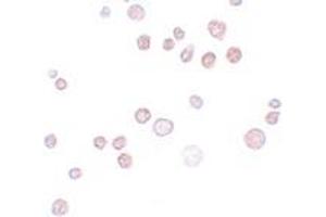 Immunohistochemistry (IHC) image for anti-FRAS1 Related Extracellular Matrix 1 (FREM1) (C-Term) antibody (ABIN1030402) (FREM1 抗体  (C-Term))