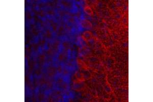 Indirect immunostaining of PFA fixed mouse cerebellum section with anti-cytohesin 3 (dilution 1 : 500; red). (Cytohesin 3 抗体  (AA 1-70))