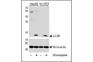 Western blot analysis of lysates from HepG2, mouse NIH/3T3 cell line, untreated or treated with chloroquine, 50uM, using LC3 Antibody (G8B) (N-term) 1802a (upper) or Beta-actin (lower). (MAP1LC3A 抗体  (N-Term))