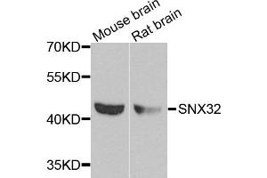 Western blot analysis of extracts of mouse brain cell lines, using SNX32 antibody. (SNX32 抗体)