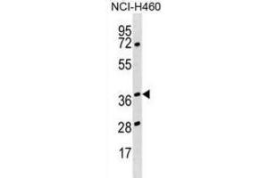 Western Blotting (WB) image for anti-Heterogeneous Nuclear Ribonucleoprotein H3 (2H9) (HNRNPH3) antibody (ABIN2999195) (HNRNPH3 抗体)