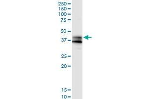 Immunoprecipitation of GPR175 transfected lysate using anti-GPR175 MaxPab rabbit polyclonal antibody and Protein A Magnetic Bead , and immunoblotted with GPR175 purified MaxPab mouse polyclonal antibody (B01P) . (GPR175 抗体  (AA 1-373))