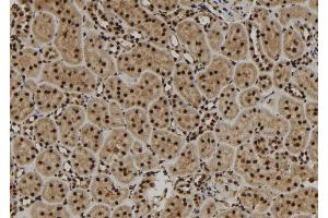 ABIN6279839 at 1/100 staining Rat kidney tissue by IHC-P. (SCNM1 抗体)