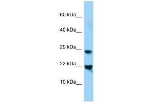WB Suggested Anti-Mafg Antibody Titration: 1. (Mafg 抗体  (N-Term))