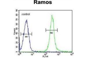 Flow cytometric analysis of Ramos cells using FAM133A Antibody (N-term) Cat. (FAM133A 抗体  (N-Term))