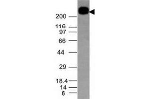 Western blot testing of CD45RB antibody and Daudi lysate (CD45RB 抗体)