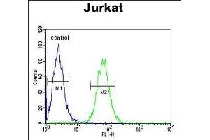 PTPN11 Antibody (C-term) (ABIN390840 and ABIN2841066) flow cytometric analysis of Jurkat cells (right histogram) compared to a negative control cell (left histogram). (PTPN11 抗体  (C-Term))