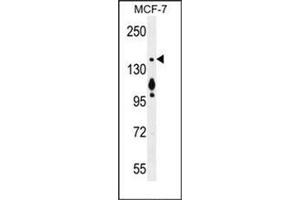 Western blot analysis of MYO6 Antibody (C-term) in MCF-7 cell line lysates (35ug/lane). (Myosin VI 抗体  (C-Term))
