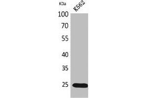 Western Blot analysis of K562 cells using IGFBP6 Polyclonal Antibody. (IGFBP6 抗体  (Internal Region))