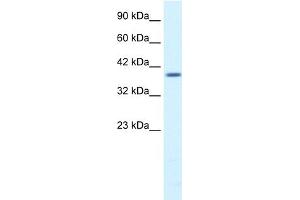 WB Suggested Anti-PSMD14 Antibody Titration:  1. (PSMD14 抗体  (N-Term))
