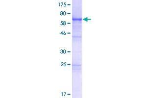 VPS37A Protein (AA 1-397) (GST tag)