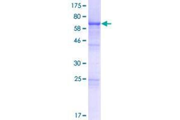 VPS37A Protein (AA 1-397) (GST tag)