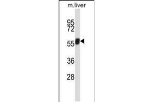 Western blot analysis in mouse liver tissue lysates (35ug/lane). (NEK3 抗体  (C-Term))