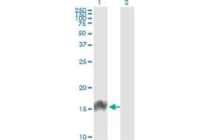 Western Blotting (WB) image for anti-Fatty Acid Binding Protein 4, Adipocyte (FABP4) (AA 1-132) antibody (ABIN560834)