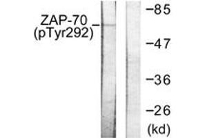 Western blot analysis of extracts from Jurkat cells treated with UV 15', using ZAP-70 (Phospho-Tyr292) Antibody. (ZAP70 抗体  (pTyr292))