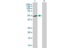 Western Blot analysis of NFIB expression in transfected 293T cell line by NFIB MaxPab polyclonal antibody. (NFIB 抗体  (AA 1-420))