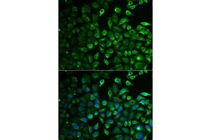 Immunofluorescence analysis of A549 cells using IMPA1 antibody. (IMPA1 抗体  (AA 1-277))