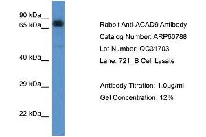 Western Blotting (WB) image for anti-Acyl-CoA Dehydrogenase Family, Member 9 (ACAD9) (C-Term) antibody (ABIN2788580)