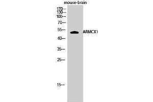 Western Blotting (WB) image for anti-Armadillo Repeat Containing, X-Linked 1 (ARMCX1) (N-Term) antibody (ABIN3183370) (ARMCX1 抗体  (N-Term))