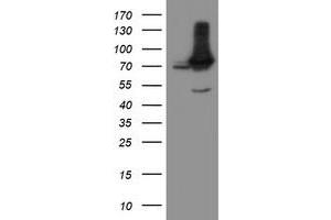 Image no. 2 for anti-Negative Regulator of Ubiquitin-Like Proteins 1 (NUB1) (AA 1-326) antibody (ABIN1490744) (NUB1 抗体  (AA 1-326))