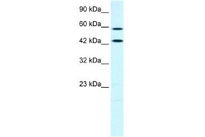 Western Blotting (WB) image for anti-Acyl-CoA Synthetase Long-Chain Family Member 1 (Acsl1) (C-Term) antibody (ABIN2777590)