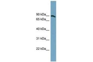 Image no. 1 for anti-Solute Carrier Family 6 (Amino Acid Transporter), Member 14 (Slc6a14) (AA 359-408) antibody (ABIN6743217) (Slc6a14 抗体  (AA 359-408))