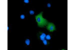 Anti-ARHGAP25 mouse monoclonal antibody (ABIN2452774) immunofluorescent staining of COS7 cells transiently transfected by pCMV6-ENTRY ARHGAP25 (RC217414). (ARHGAP25 抗体)