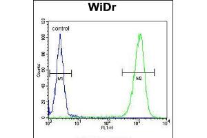 Flow cytometric analysis of WiDr cells (right histogram) compared to a negative control cell (left histogram). (TSPAN33 抗体  (C-Term))