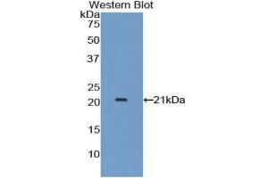 Western blot analysis of the recombinant protein. (IFNA7 抗体  (AA 24-189))