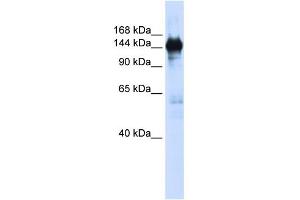 WB Suggested Anti-PFAS Antibody Titration:  0. (PFAS 抗体  (N-Term))