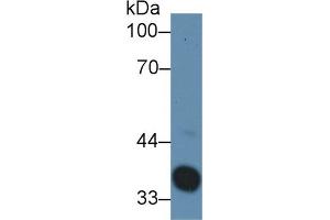 Western blot analysis of Rat Serum, using Rabbit Anti-Rat Hpt Antibody (3 µg/ml) and HRP-conjugated Goat Anti-Rabbit antibody (abx400043, 0. (Haptoglobin 抗体  (AA 104-346))