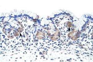 UPF3B antibody was used for immunohistochemistry at a concentration of 4-8 ug/ml to stain EpitheliaI cells of fundic gland (arrows) in Human Stomach. (UPF3B 抗体)