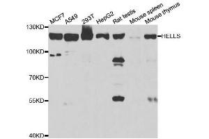 Western blot analysis of extracts of various cell lines, using HELLS antibody. (HELLS 抗体  (AA 719-838))