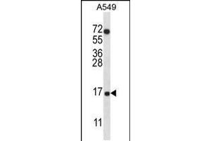 Western blot analysis in A549 cell line lysates (35ug/lane). (COX7A2L 抗体  (AA 37-65))