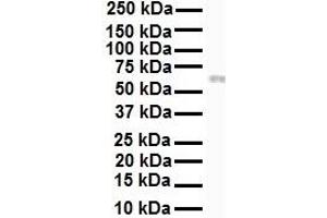 Western Blotting (WB) image for anti-Receptor-Interacting serine-threonine Kinase 3 (RIPK3) (N-Term) antibody (ABIN2777333)