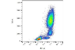 Surface staining of human peripheral blood with anti-CD11b (ICRF44) FITC. (CD11b 抗体  (FITC))