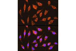 Immunofluorescence (IF) image for anti-NADH Dehydrogenase (Ubiquinone) 1 alpha Subcomplex, 8, 19kDa (NDUFA8) (AA 33-172) antibody (ABIN6144467)