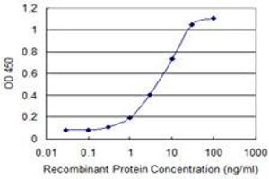 Detection limit for recombinant GST tagged TBX21 is 0. (T-Bet 抗体  (AA 387-486))