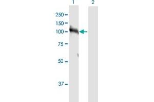 Western Blot analysis of HNRNPUL1 expression in transfected 293T cell line by HNRNPUL1 MaxPab polyclonal antibody. (HNRNPUL1 抗体  (AA 1-804))