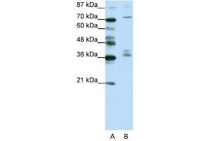 AKAP9 antibody (20R-1204) used at 0. (AKAP9 抗体  (N-Term))